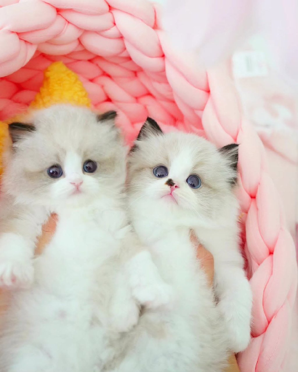 Munchkin kittens Washington
